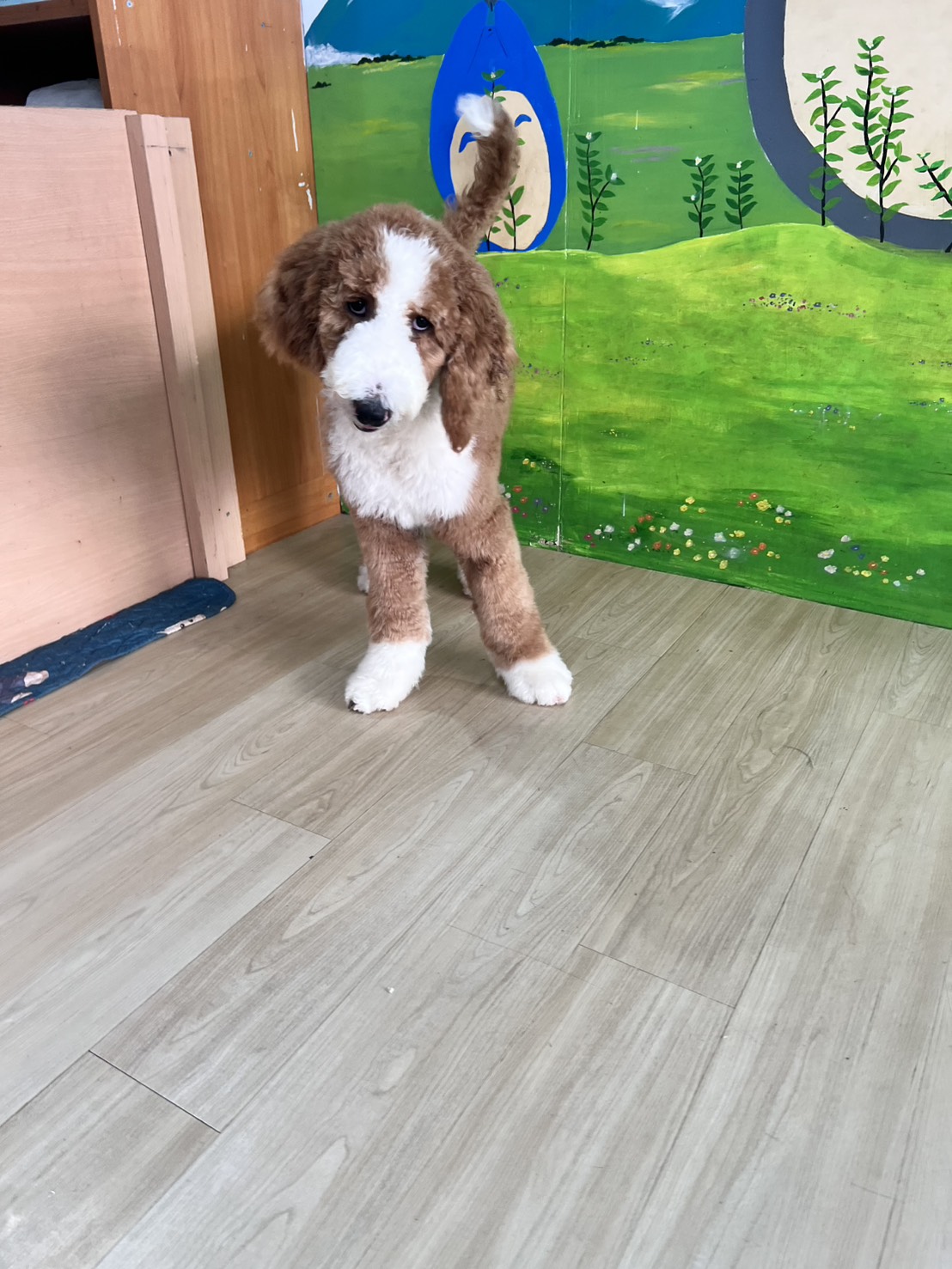 ✨五個月紅白花弟弟✨