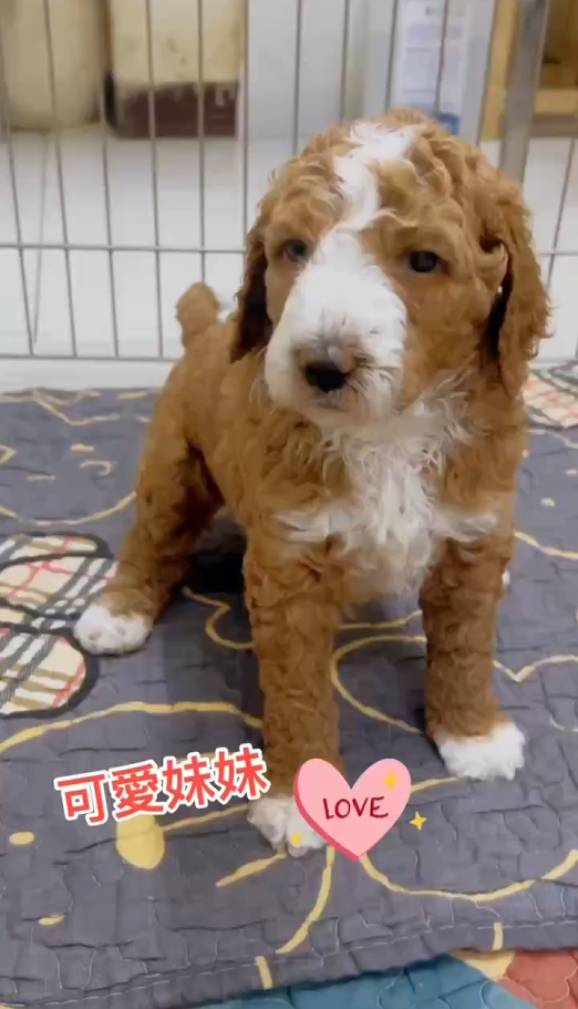 💖可愛紅白花妹妹💖