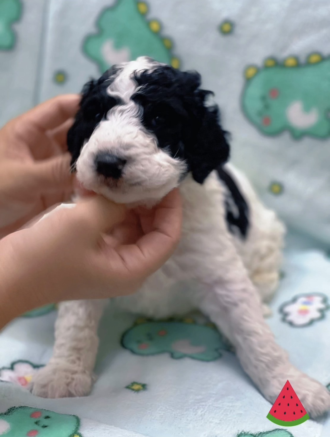 ✨可愛乳牛巨貴寶寶✨