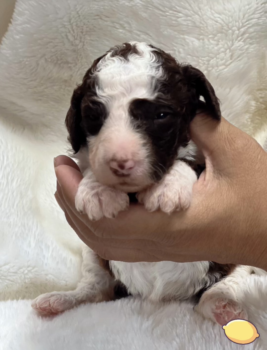 🌹可愛巧克力燕尾寶寶🌹